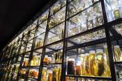 museum fur naturkunde berlin 5-2025 1359